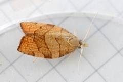 Chequered Fruit-tree Tortrix (Pandemis corylana)