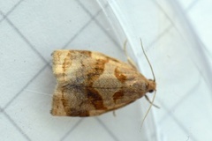 Rose Tortrix (Archips rosana)