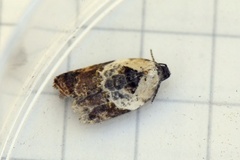 Marmorflatvikler (Acleris variegana)