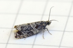 Thyme Marble (Celypha cespitana)