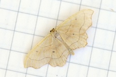 Flikengmåler (Idaea emarginata)