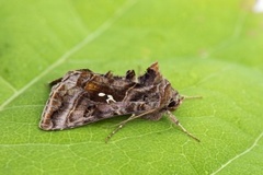 Fiolettbrunt metallfly (Autographa pulchrina)