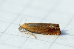 Red Piercer (Lathronympha strigana)
