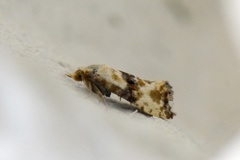 Marbled Conch (Eupoecilia angustana)