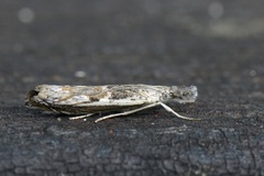 Hook-tipped Grass-veneer (Platytes alpinella)