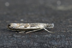 Blålig nebbmott (Platytes alpinella)