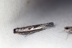 Hook-tipped Grass-veneer (Platytes alpinella)