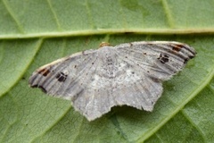 Sharp-angled Peacock (Macaria alternata)