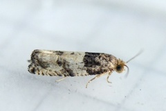 Poppelkvistvikler (Gypsonoma aceriana)