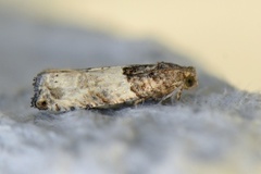 Poppelkvistvikler (Gypsonoma aceriana)