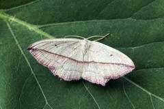Blood-vein (Timandra comae)