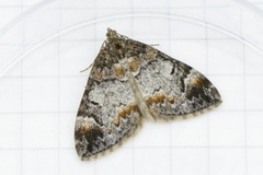 Common Marbled Carpet (Dysstroma truncata)