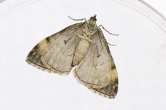 Common Marbled Carpet (Dysstroma truncata)