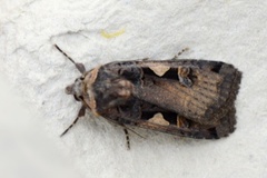 Setaceous Hebrew Character (Xestia c-nigrum)