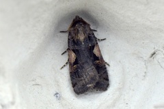 Setaceous Hebrew Character (Xestia c-nigrum)