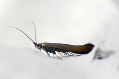 Kløversekkmøll (Coleophora deauratella)