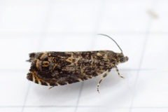 Barkvikler (Enarmonia formosana)