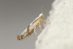 Kirsebærmøll (Argyresthia pruniella)