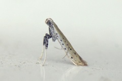 Aspilapteryx tringipennella