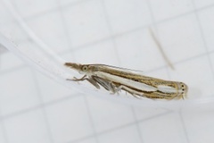 Starrnebbmott (Crambus silvella)