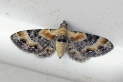 Torskemunndvergmåler (Eupithecia linariata)