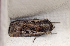 White-line Dart (Euxoa tritici)