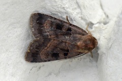 Square-spotted Clay (Xestia stigmatica)