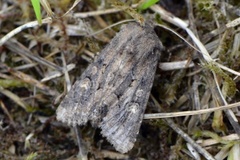 Blekt stengelfly (Luperina testacea)