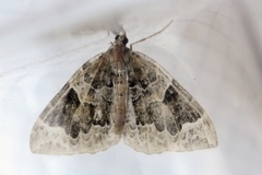 The Phoenix (Eulithis prunata)
