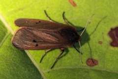 Ruby Tiger (Phragmatobia fuliginosa)