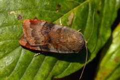 Lesser Broad-bordered Yellow (Noctua janthe)