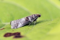 Rognesmalmott (Acrobasis advenella)