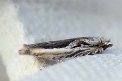 Stripesigdvikler (Ancylis apicella)