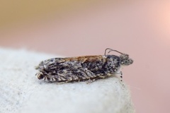 Raklekveldvikler (Epinotia nisella)