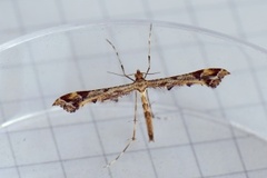 Lyngfjærmøll (Amblyptilia acanthadactyla)