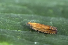 Red Piercer (Lathronympha strigana)