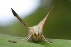 Askeflikmåler (Ennomos fuscantaria)