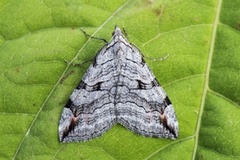 Treble-bar (Aplocera plagiata)
