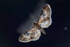 Torskemunndvergmåler (Eupithecia linariata)