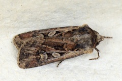 White-line Dart (Euxoa tritici)