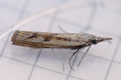 Barred Grass-veneer (Agriphila inquinatella)