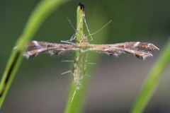 Haukeskjeggfjærmøll (Crombrugghia distans)