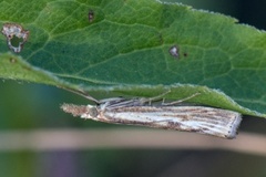 Barred Grass-veneer (Agriphila inquinatella)