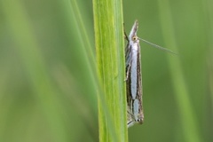 Wood Grass-veneer (Crambus silvella)