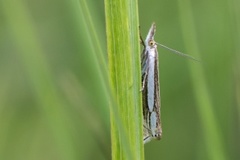 Starrnebbmott (Crambus silvella)