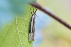 Starrnebbmott (Crambus silvella)