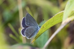 Small Blue (Cupido minimus)
