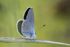 Small Blue (Cupido minimus)