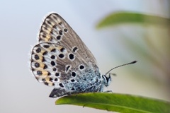 Silver-studded Blue (Plebejus argus)