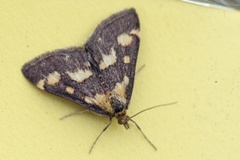 Common Purple & Gold (Pyrausta purpuralis)